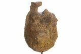 Fossil Hadrosaur Vertebra Centrum w/ Metal Stand - South Dakota #335512-5